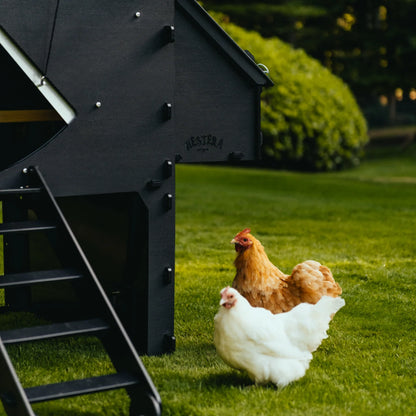 Nestera Chicken Coop Penthouse House Raised - Large