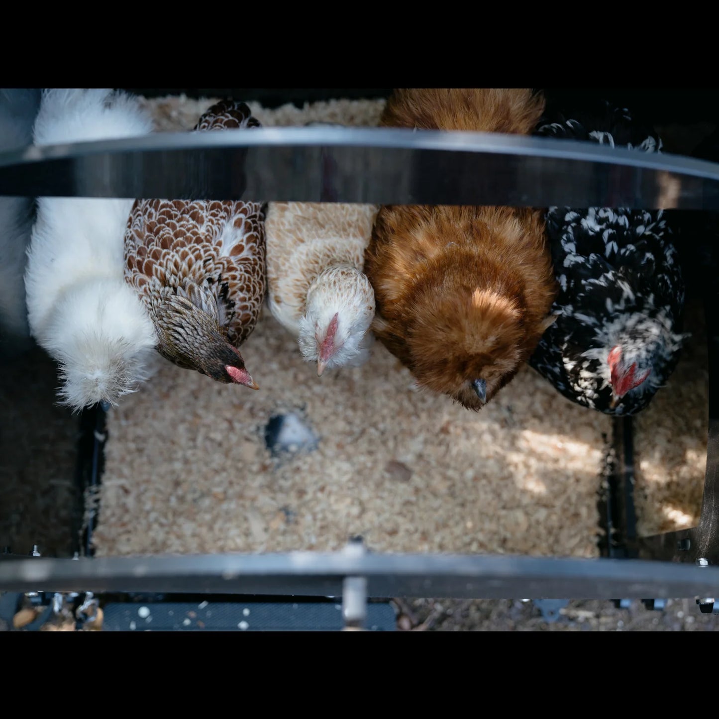 Nestera Chicken House - Small 010111