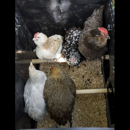 Nestera Chicken Lodge - Medium 010821